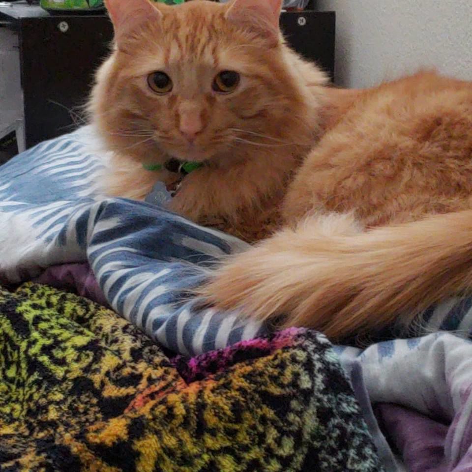 Simba - Sheena Parsons.jpg